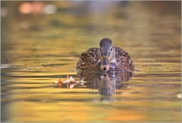 <p>KACHNA DIVOKÁ (Anas platyrhynchos) /Mallard - Stockente/</p>